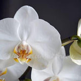 White orchid fine art photography photo print matted wall decor