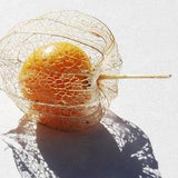 35 Organic Sweet Cape Gooseberry seeds - great for cake decorating