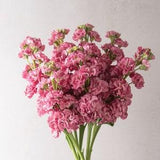 30 StoX Rose Pink Stock Flower Seeds / Matthiola incanas / Cut Flower / Container Gardening / English Garden / Wildflowers / Cottage Garden