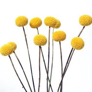 10PC Large Yellow Craspedia/Dried Flower/Billy Balls/Globosa Seeds/Floral decor/Vase Decor/Minimalistic Decor