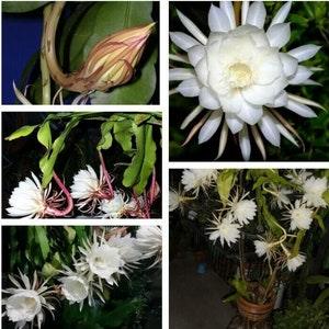 Cuttings Rooted Plant Epiphyllum Cactus Orchid Night Queen Live Node Fresh  05 Nodes New