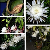 Cuttings Rooted Plant Epiphyllum Cactus Orchid Night Queen Live Node Fresh  05 Nodes New