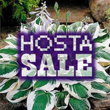 HOSTAS - CLEARANCE SALE (Green and white variegated/striped leaf + White flowers)