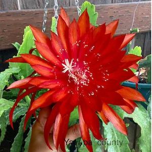 1 cutting/ leaf/ stem Rare Yavapai County  Epiphyllum Orchid Cactus 6-8???