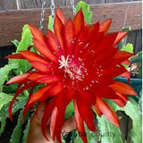 1 cutting/ leaf/ stem Rare Yavapai County  Epiphyllum Orchid Cactus 6-8???