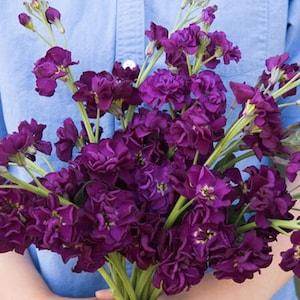 30+ seeds / Katz Purple Stock Seeds | Flower Seeds / Purple Flower / Long Stem Flower / (#6)