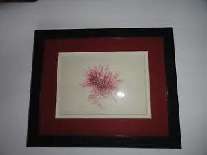Vintage WRANGELIA PENICILLATA- Pressed Art Seaweed - Collected in Florida 1975.