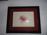 Vintage WRANGELIA PENICILLATA- Pressed Art Seaweed - Collected in Florida 1975.