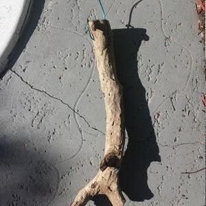 25 inch Driftwood mounting for orchid epiphyte air plant attached hanging wire