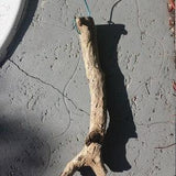 25 inch Driftwood mounting for orchid epiphyte air plant attached hanging wire