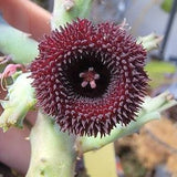 Huernia speck hoeck live plant cutting rooted~Stapelia