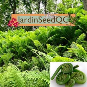 500 spores seeds Matteuccia struthiopteris fiddleheads ostrich fern *** Best Fresh seeds ***