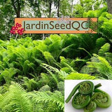 500 spores seeds Matteuccia struthiopteris fiddleheads ostrich fern *** Best Fresh seeds ***