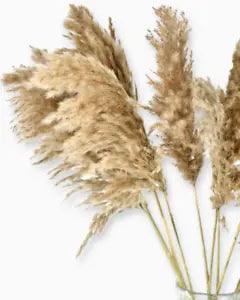 Lovely HOME DECOR Sophisticated DRIED Natural WOOLY PAMPAS Tall PLUMES New