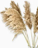 Lovely HOME DECOR Sophisticated DRIED Natural WOOLY PAMPAS Tall PLUMES New