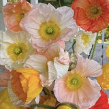 60+Large Cup Mixed Iceland Poppy Flower Seeds  / Pastel Mix Poppy / Cut Flower Bouquet  (#C3-2)