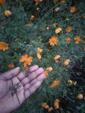 Buttercup flowers and dried seeds