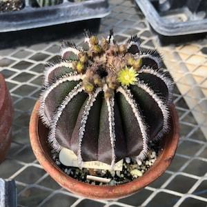 Uebelmannia Pectinifera Cactus Seeds | Lizard Skin Cactus