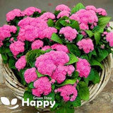 FLOSS FLOWER DWARF Pink - 2000 seeds - Ageratum houstonianum