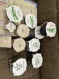4X Aloe ,3X Eucalyptus ,1x Daisy,3xFMN Succulent Plant Seed Complete Grow Kit