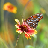 Indian Blanket (Gaillardia pulchella) Packet of 25 seeds with New!