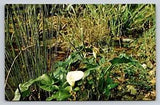 Norfolk VA The Botanical Gardens Bog Lily Calla Crowborough Flower Vtg Postcard