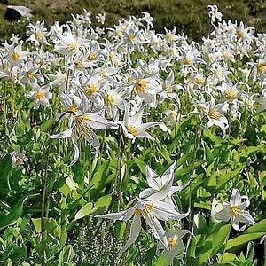 10 WHITE AVALANCHE LILY Erythronium Montanum Native Alpine Flower Seeds