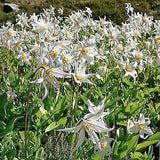 10 WHITE AVALANCHE LILY Erythronium Montanum Native Alpine Flower Seeds