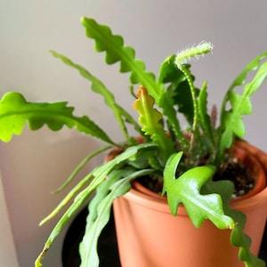 Disocactus Anguliger (6,5 cm)