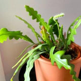Disocactus Anguliger (6,5 cm)