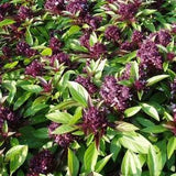250 BASIL THAI Siam Queen SEEDS medicinal herb fragrant cut flowers bouquet non gmo sweet and spicy Dizzy Bees Urban Garden
