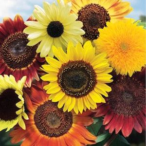 Fun n Sun SUNFLOWER SEEDS  cut flowers bouquet Feed native birds  from Dizzy Bees Urban Garden