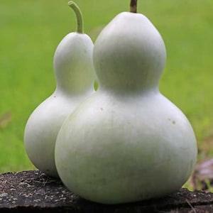 10 Birdhouse Gourd Seeds- Ornamental Calabash Gourd-Leganaria Sicerari----A060