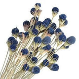 36 Pcs Natural Dried Flowers Bouquet Bulk Blue Dried Craspedia Billy Button