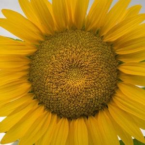 GIANT Sunflower Plant Seeds, Helianthus Annuus, Tall Yellow Annual Flower, Attract Birds! Garden Seeds