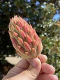 Single Fresh Southern Magnolia Seed Pod Cones- Crafting Projects Planting Pets++