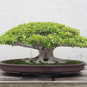White Fig Tree Seeds 40 Ficus virens - Ornamental Tropical Plant Bonsai - RARE