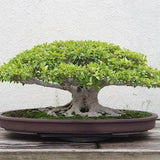 White Fig Tree Seeds 40 Ficus virens - Ornamental Tropical Plant Bonsai - RARE