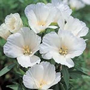 50+ White Godetia  Flower Seeds- Grace White Godetia- Godetia Grandiflora - Farewell To Spring Flower-Graceful White Annual-B431