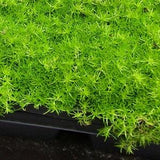 SAGINA MOSS Irish Moss Heath Pearlwort Subulata Ground Cover Scottish Scotch 10 Rare Seeds