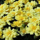 Marigold Alumia Vanilla Cream Seed Flower Delivery