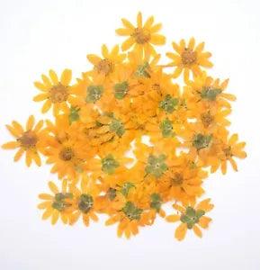 Yellow Cute Pressed Flowers Resin Card Making Floral Materials