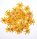 Yellow Cute Pressed Flowers Resin Card Making Floral Materials