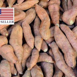 Dioscorea hamiltonii seeds - 5 yam Seeds