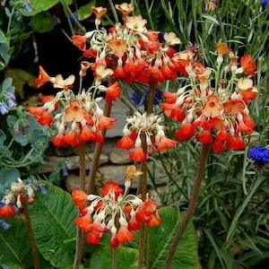 Red GIANT TIBETAN PRIMROSE, Zone 3! Cowslip Primula Florindae Perennial Ruby 3 Seeds