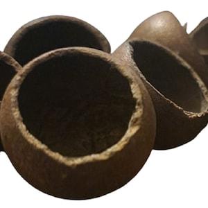 Kuchila Pods - Small Pods of Strychnos Nux-Vomica - Natural Home Terrarium & Vivarium Decor - Hiding Spots for  Gecko, Spiders and Even Fish