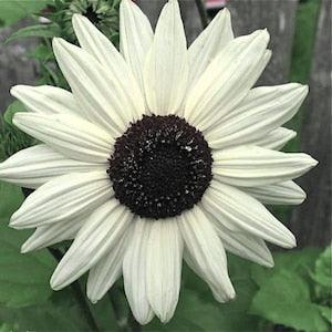 WHITE SUNFLOWER Helianthus Debilis Italian IceCream Ice Cream Branching, 10 Seeds