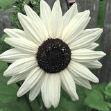 WHITE SUNFLOWER Helianthus Debilis Italian IceCream Ice Cream Branching, 10 Seeds
