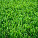 OrOlam Canada Mix Grass Green seed bag though enough to withstand severe weather all climate