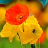 Icelandic Poppy Seeds, Flower Seeds